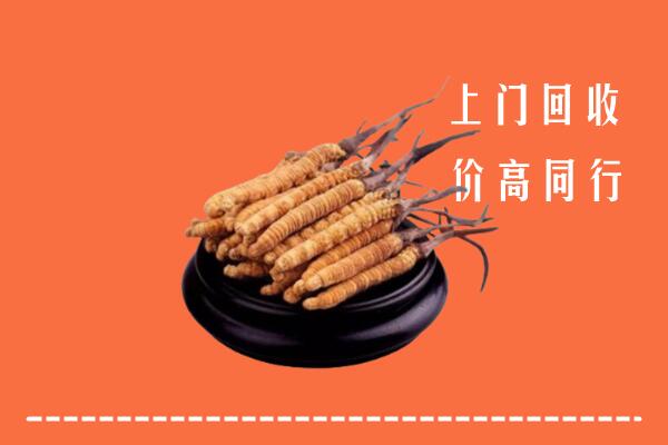 附近收购：蒲城县冬虫夏草回收多少钱每克